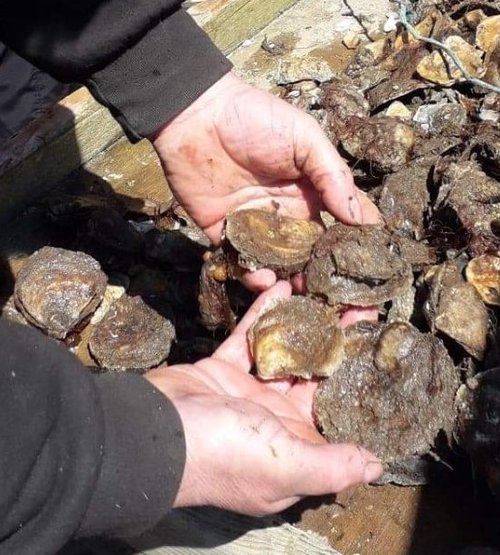 Native Irish Oysters - Tralee Bay Oysters